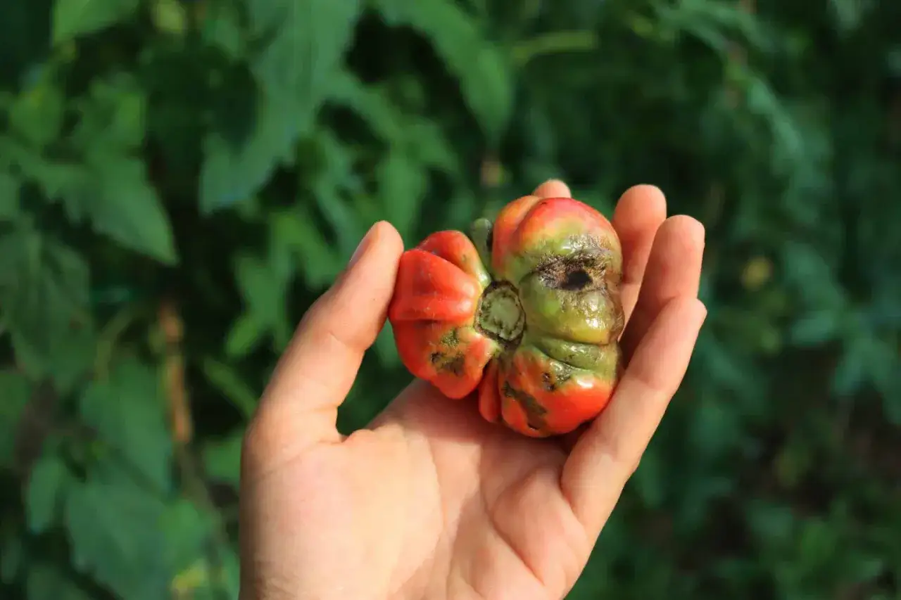 Une main tient une tomate déformée, marquée par le mildiou. Les taches sombres et la texture irrégulière témoignent de la maladie.