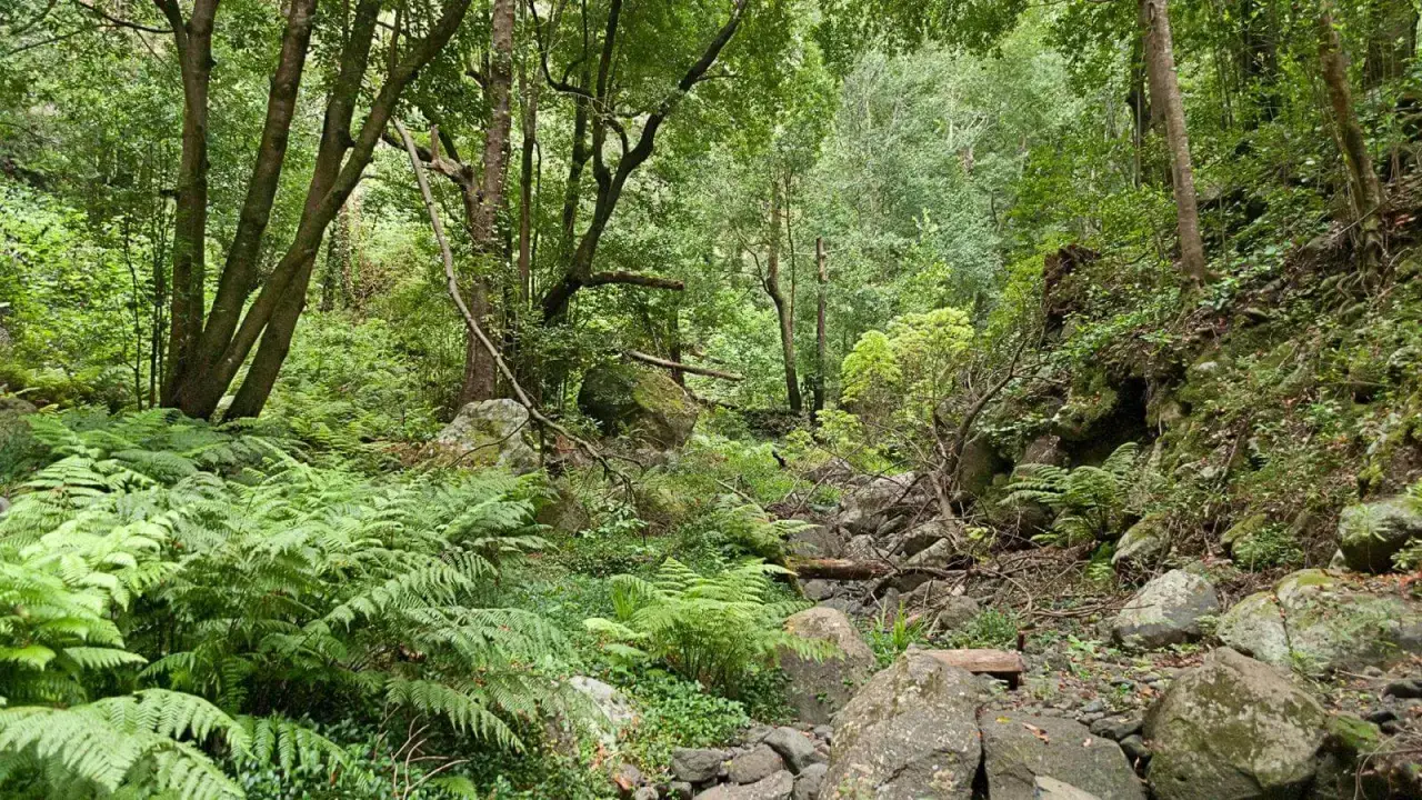 Bosque frondoso con helechos exuberantes y rocas cubiertas de musgo. Un rastro de senderismo, el cubo de la galga, se abre paso entre la vegetación.