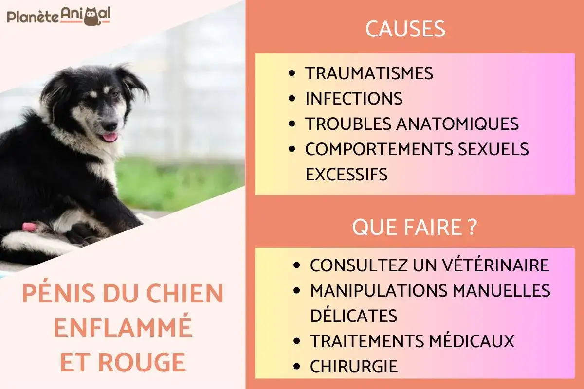 Un chien noir et blanc a le pénis enflammé et rouge. L'image liste les causes et les actions à entreprendre.