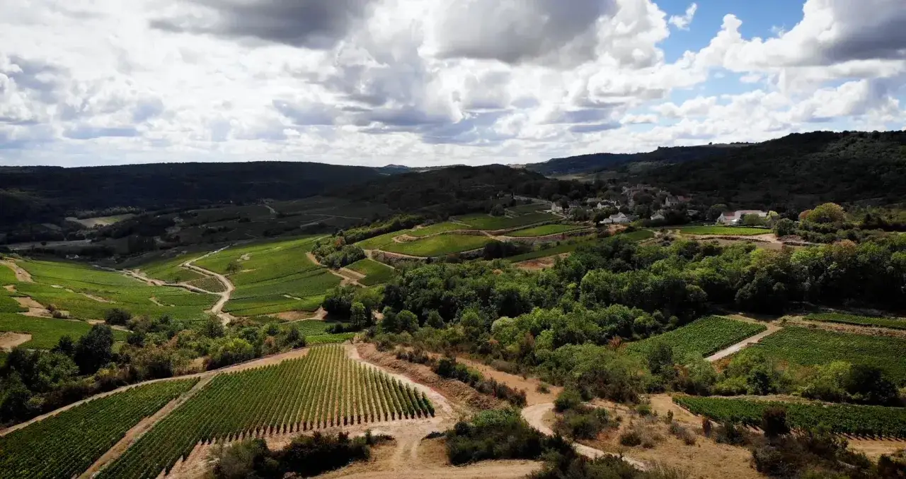 Paysage vallonn&eacute; de vignobles verdoyants, avec des rang&eacute;es de vignes et des chemins sinueux. Au loin, un village nich&eacute; au c&oelig;ur de la colline. L'origine du pinot noir dans toute sa splendeur.