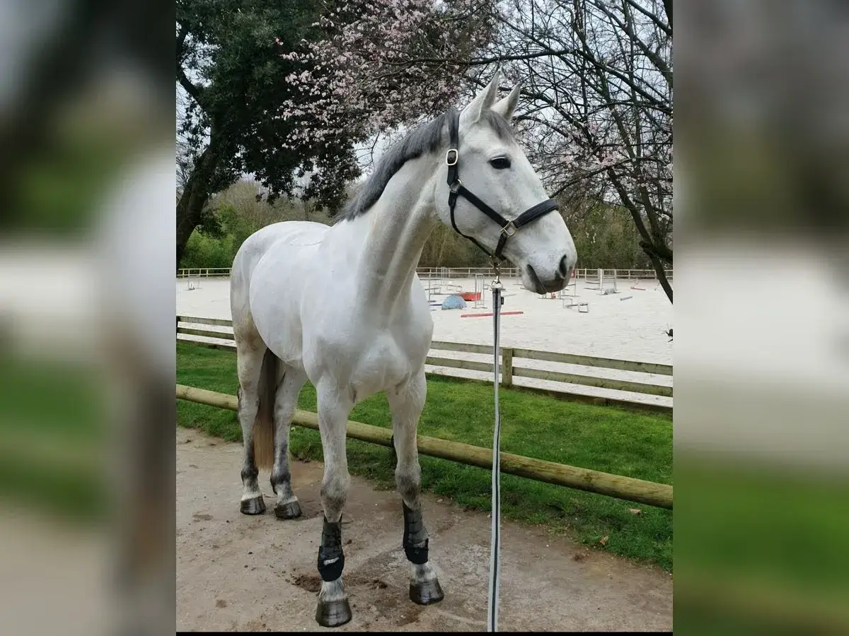 Ein elegantes weißes Pferd steht vor einem Reitplatz. Dieses Pferd könnte eine der vielen schönen springpferde rassen sein.