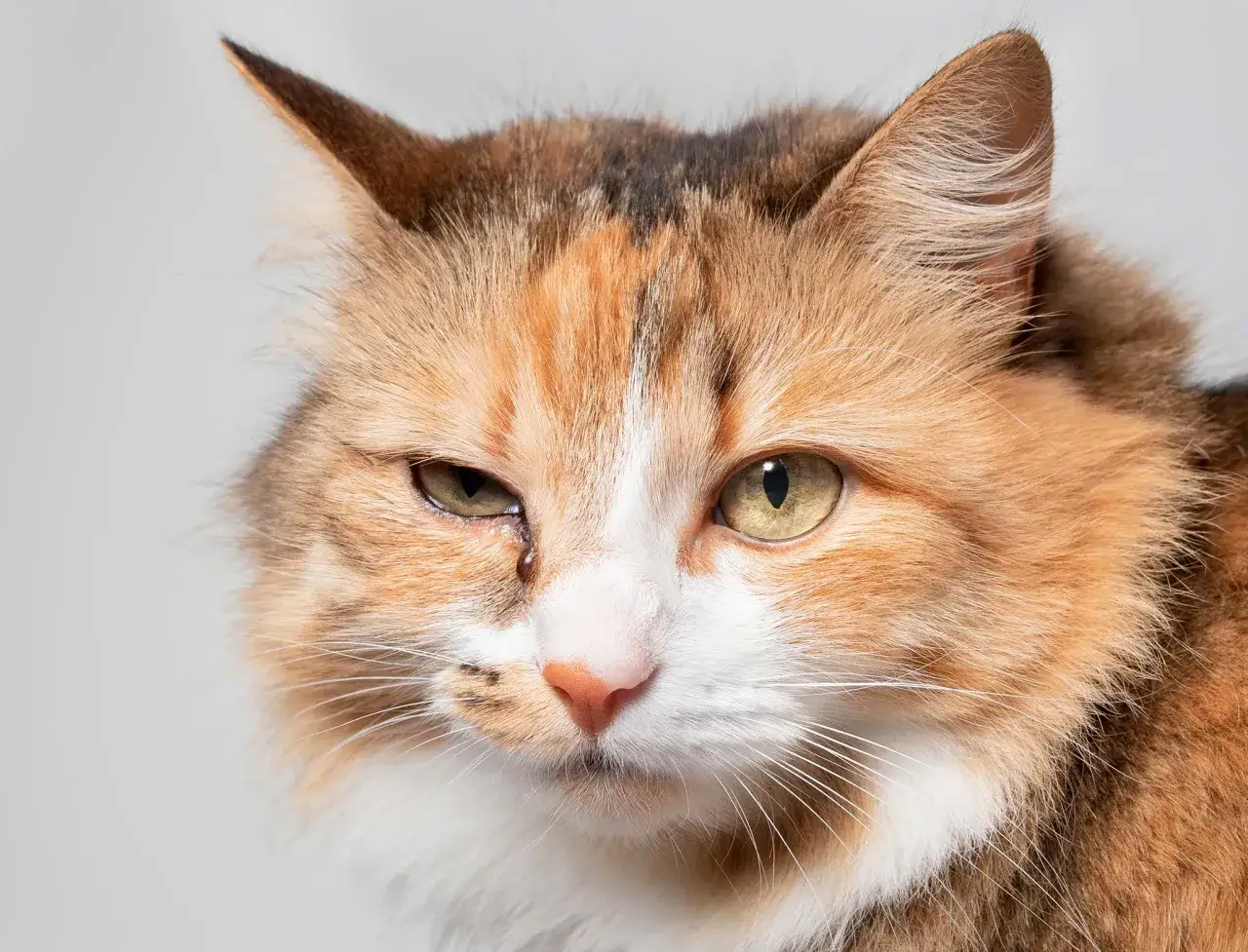 Gros plan sur un chat tigré aux yeux verts, l'un d'eux semble irrité, peut-être une conjonctivite chat.