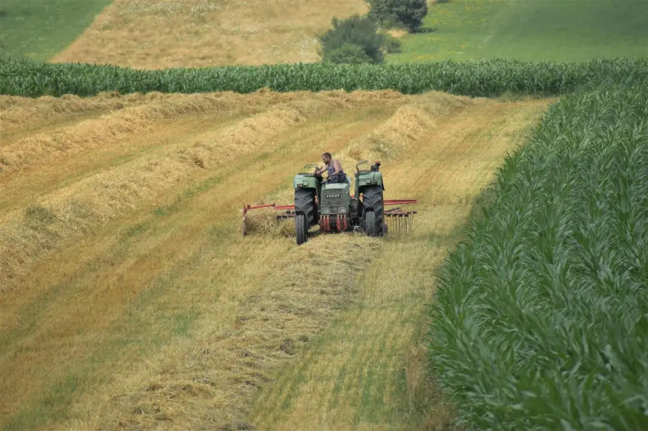 Rolnik pracuje na polu, używając zgrabiarki do traktorka, aby zebrać ścięte zboże.