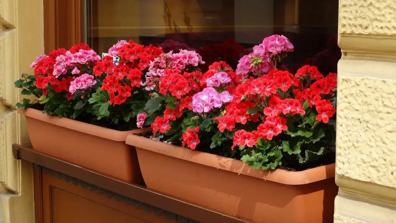 Kwiaty pelargonii w doniczkach, które wyglądają jakby były odżywione domowym nawozem do pelargonii, kwitną obficie na czerwono i różowo.