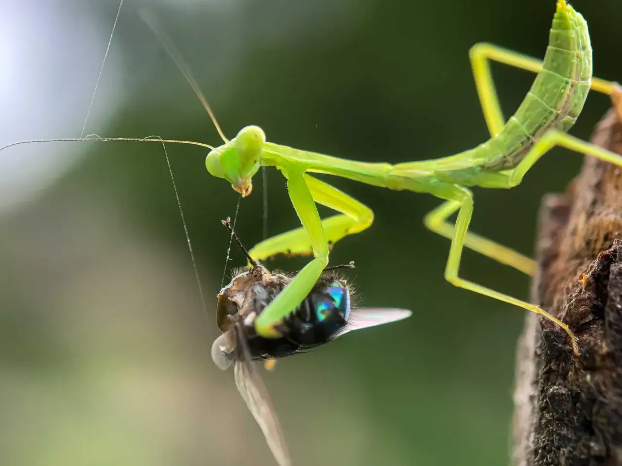 Grüne Gottesanbeterin in Deutschland fängt eine Fliege. Ein beeindruckender Jäger im Detail.