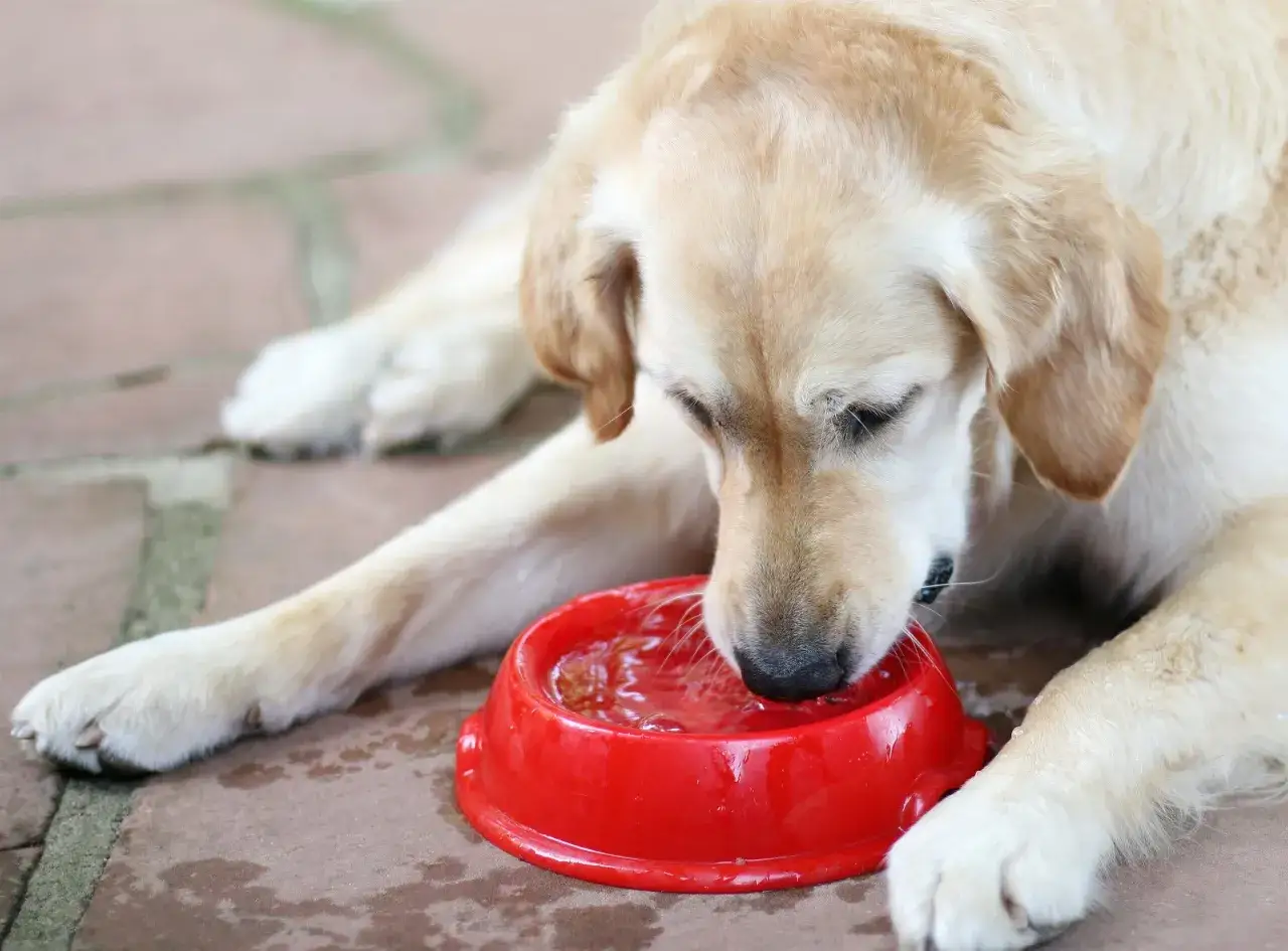 Un perro dorado bebe agua de un cuenco rojo. Mi perro tiene insuficiencia renal y no quiere comer, pero al menos bebe.