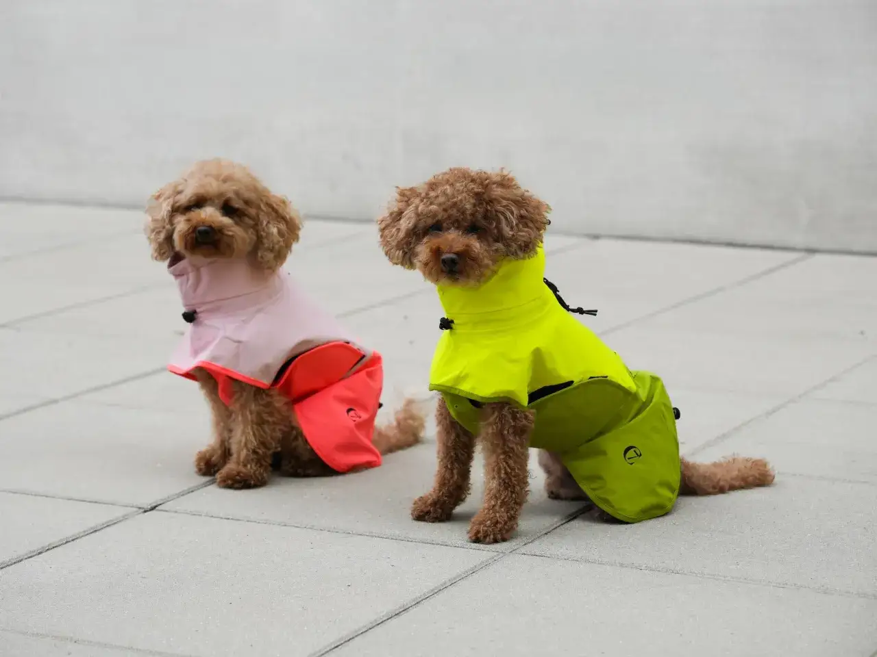 Zwei Pudel in Regenm&auml;nteln: Ein Hund will bei Regen nicht raus, der andere wartet geduldig.
