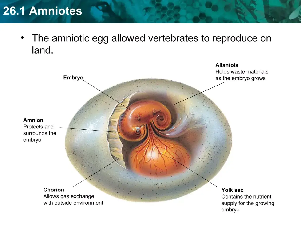 Ein Amnion-Ei zeigt die Fortpflanzung von Reptilien an Land. Embryo, Amnion, Chorion, Allantois und Dottersack sind beschriftet.
