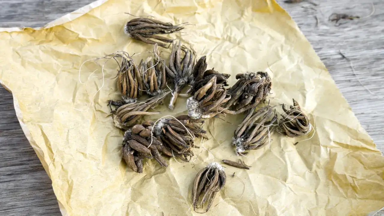 Get ready to plant ranunkeln! A pile of dried ranunculus corms with thin roots on crumpled brown paper.
