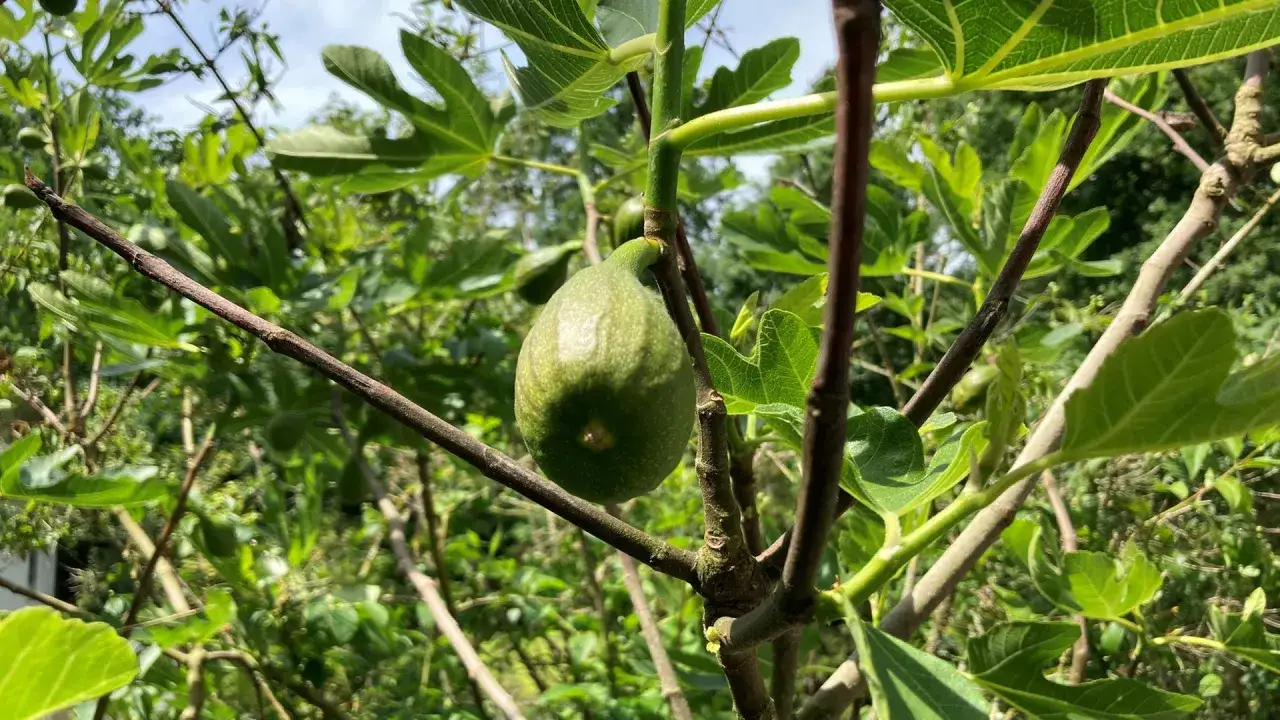 Ein gr&uuml;ner Feigenbaum tr&auml;gt eine junge Frucht. Die Bl&auml;tter sind gro&szlig; und handf&ouml;rmig.