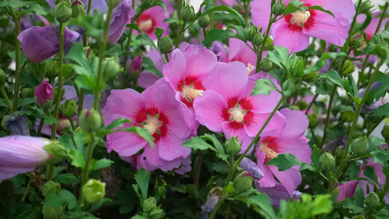 Rosa Hibiskusblüten mit roten Zentren und grünen Knospen. Ein Zeichen, dass der Herbst naht und es Zeit ist, den Hibiskus zu schneiden.