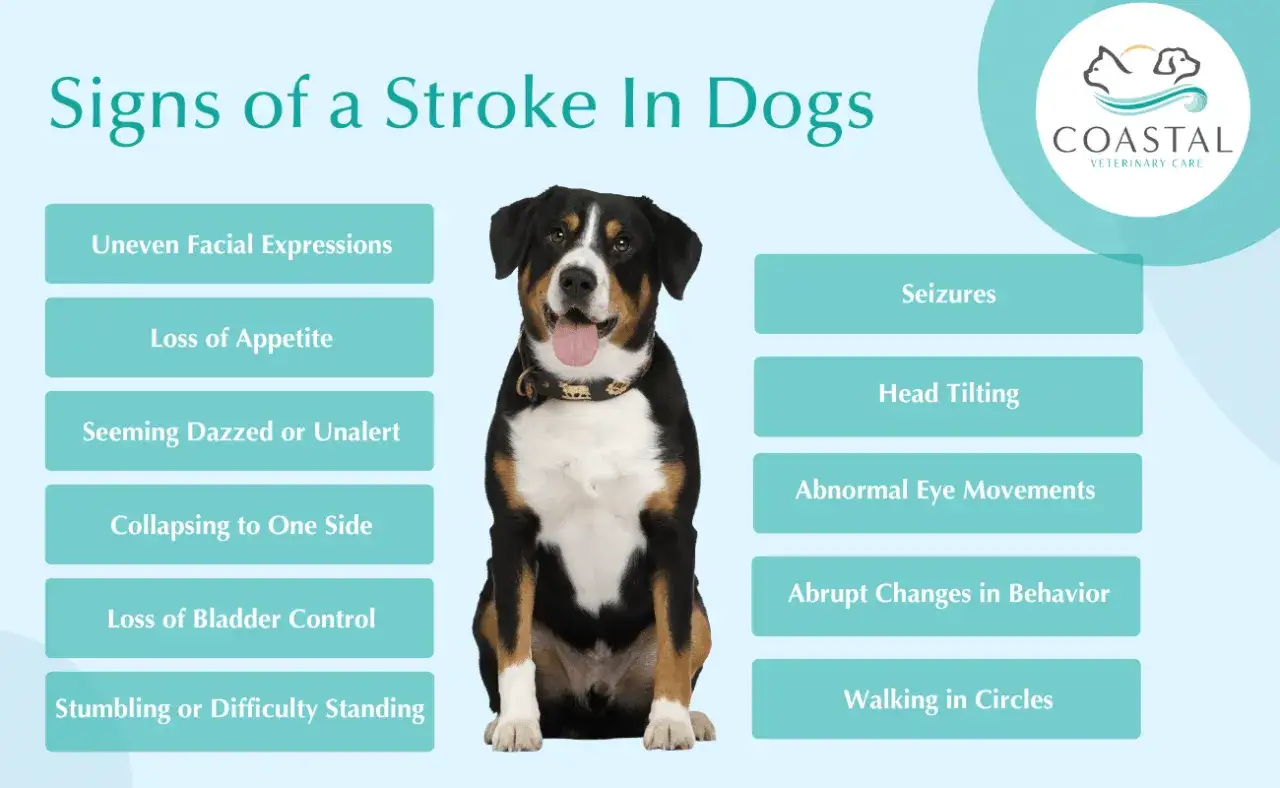 Perro con signos de ictus: expresiones faciales irregulares, pérdida de apetito, desorientación, convulsiones, inclinación de cabeza, movimientos oculares anómalos, cambios de comportamiento, pérdida de control de vejiga, dificultad para caminar.