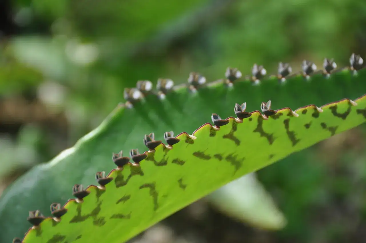 Bryophyllum-Bl&auml;tter mit winzigen Ablegern, die an den gezackten R&auml;ndern wachsen. Die Pflanze ist bekannt f&uuml;r ihre beruhigende bryophyllum wirkung psyche.