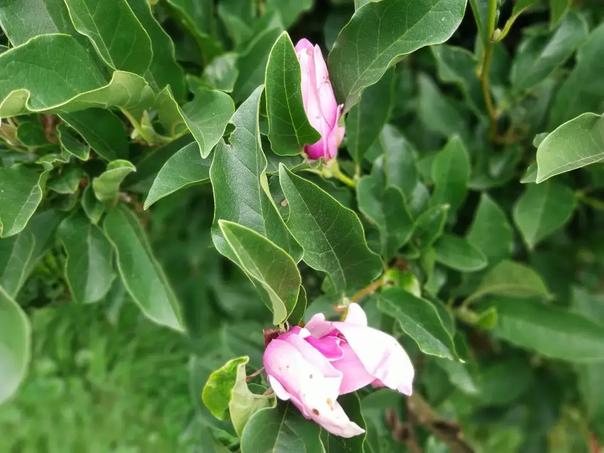 Delikatne pąki magnolii, kiedy kwitnie magnolia, otoczone bujnymi, zielonymi liśćmi.