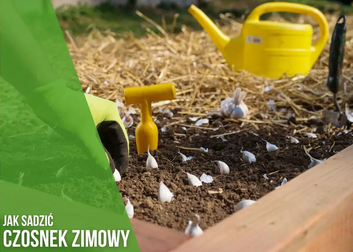 Rękawiczka w żółtym kolorze sadzi ząbki czosnku zimowego do ziemi. Obok żółta konewka i narzędzie do sadzenia.