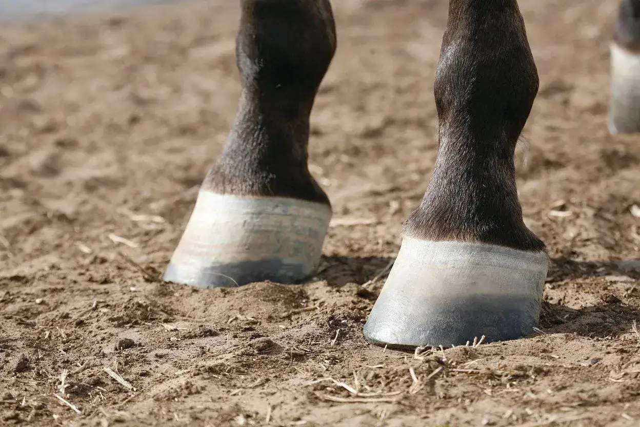 Gros plan sur les sabots d'un cheval, prêts à fouler le sol.