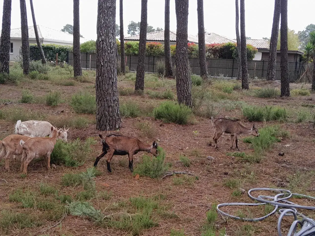 Un troupeau de ch&egrave;vres broutant dans une for&ecirc;t de pins. Ces animaux sont les ennemis des ronces, nettoyant le sous-bois.