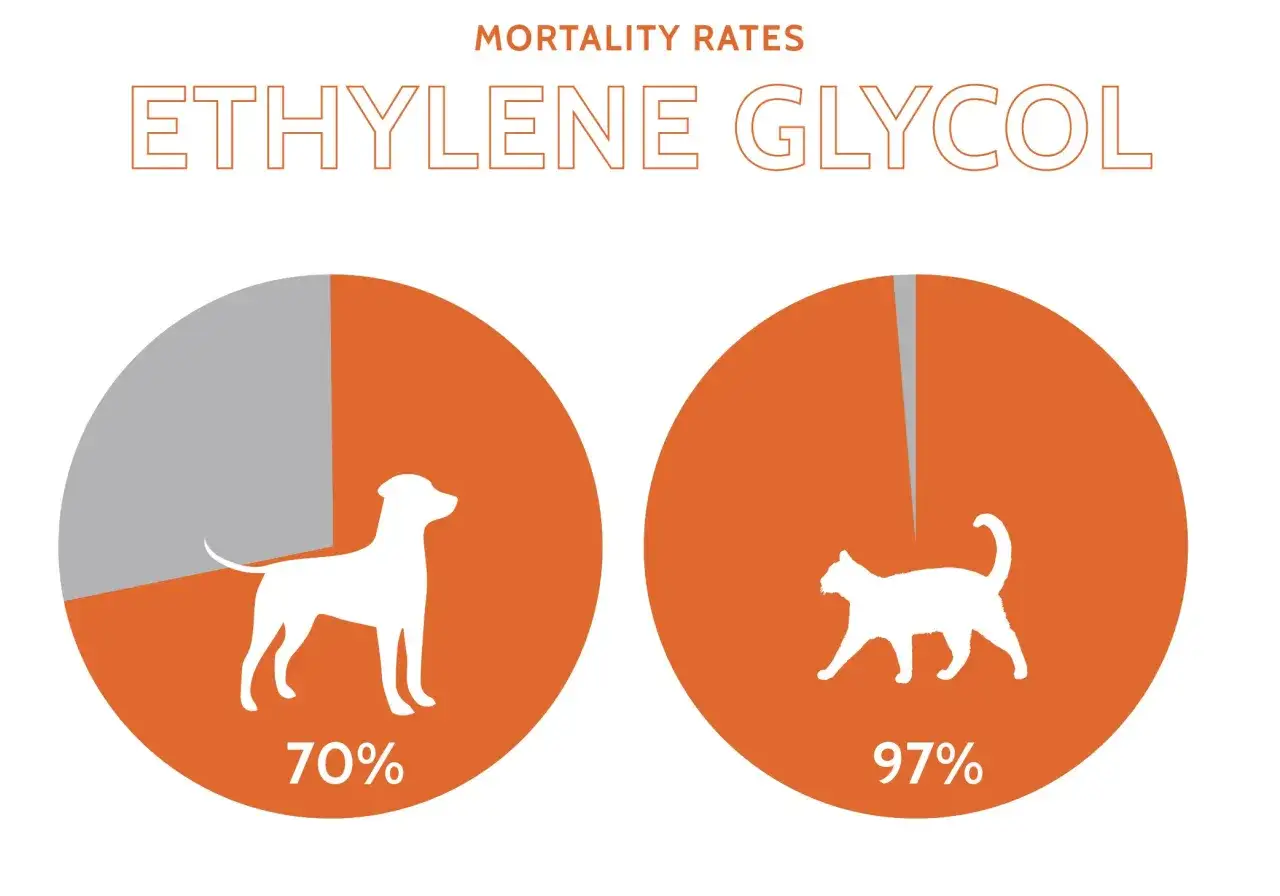 Diagram visar dödlighet av glykol. Hundar 70%, katter 97%. Glykol motgift är viktigt för att rädda liv.