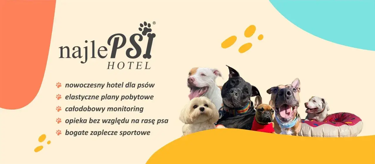 Grupa radosnych psów w hotelu. Dowiedz się, ile kosztuje doba w hotelu dla psów, z nowoczesnymi udogodnieniami i całodobową opieką.