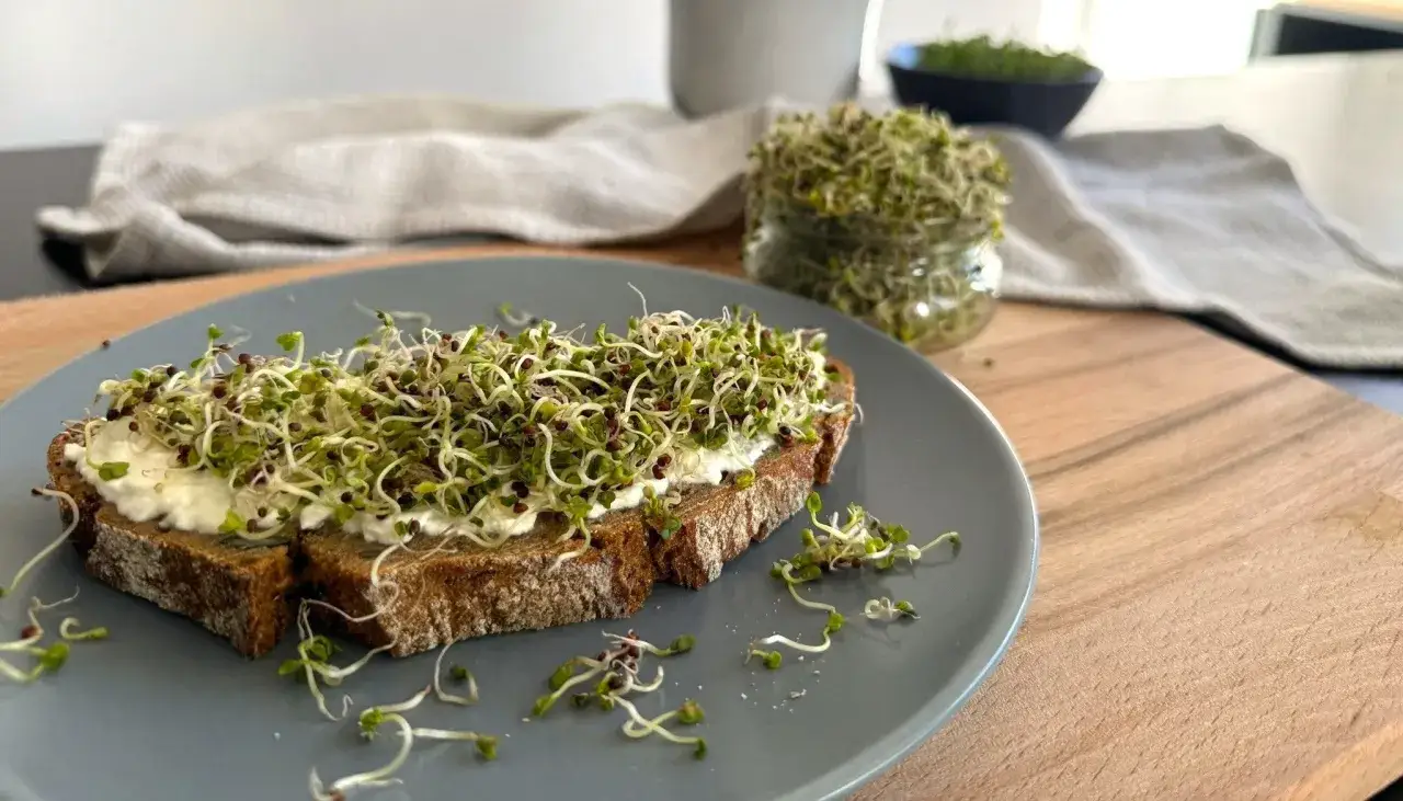 En skiva m&ouml;rkt br&ouml;d med f&auml;rskost och ett berg av nyodlade groddar. En burk med groddar syns i bakgrunden.