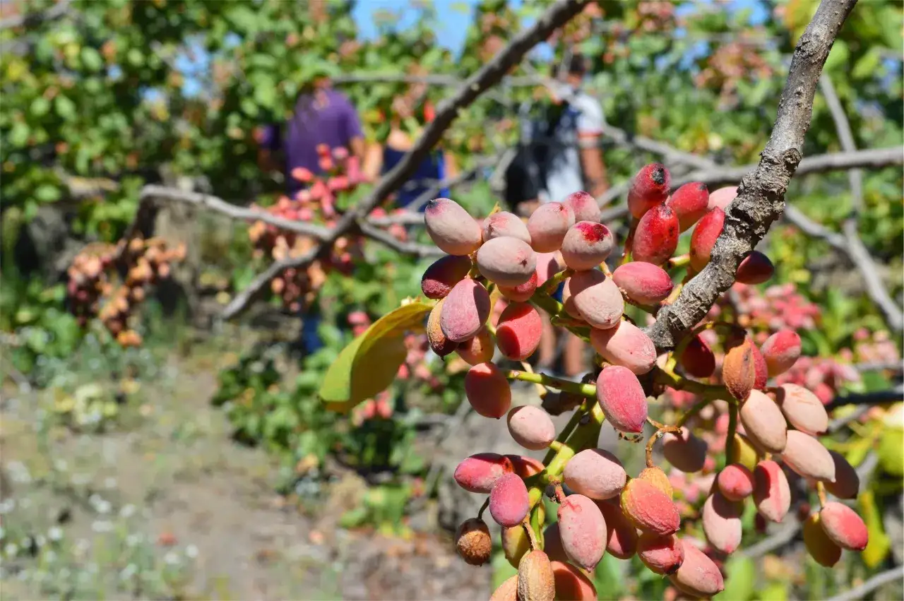 Grappoli di pistacchi acerbi su un ramo, con persone sfocate sullo sfondo in un campo. Ecco dove cresce il pistacchio in Italia.