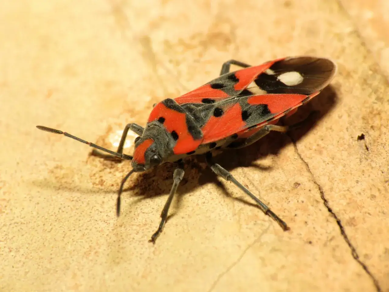 Un insecte gendarme, reconnaissable à ses couleurs vives rouge et noir, se promène sur une surface texturée.