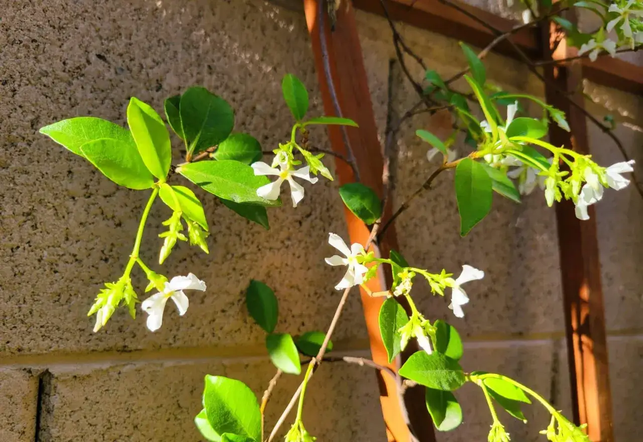 Des fleurs blanches en forme d'étoile, typiques du jasmin étoilé, s'épanouissent sur des tiges vertes contre un mur de briques.