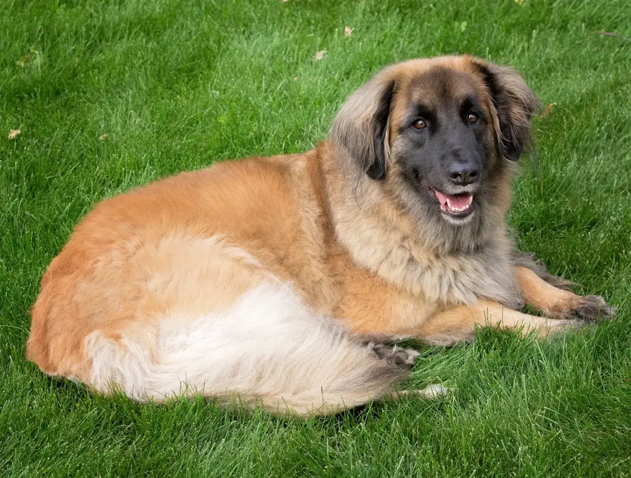 Duży, kudłaty pies leonberger leży na zielonej trawie, uśmiechając się radośnie.