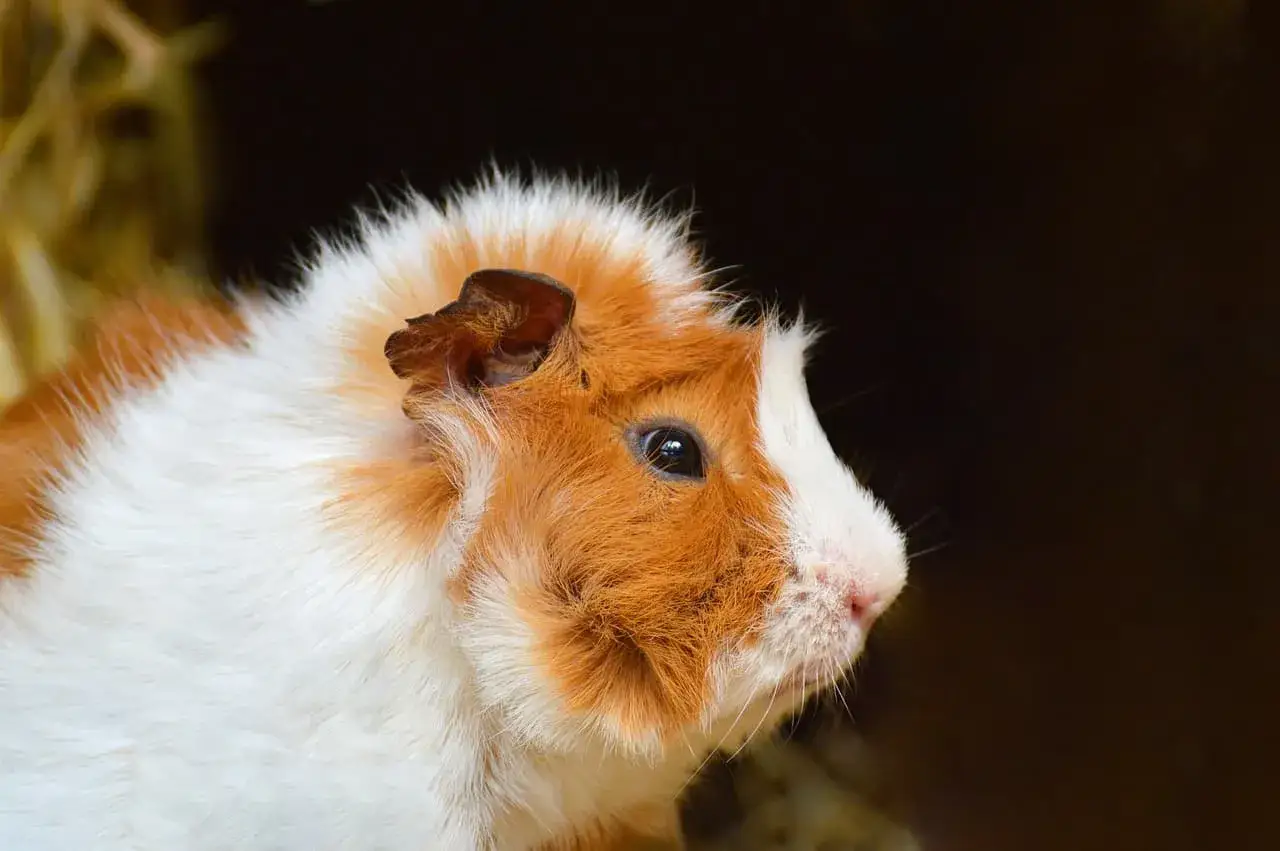 Porcellino d'India con pelo bianco e arancione, con un occhio nero e attento. Sembra che stia evitando la rogna.