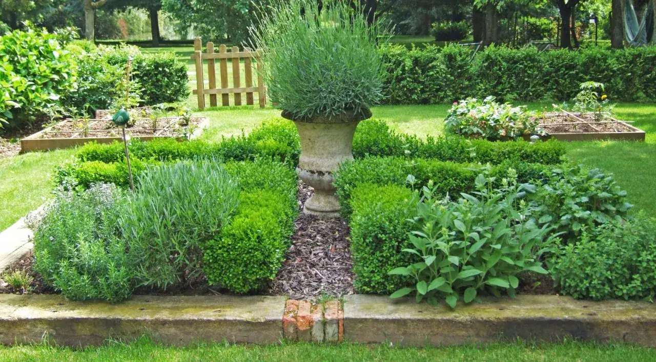 Un jardin soigné avec une plante aromatique luxuriante au centre, entourée de buis taillés et d'autres herbes.