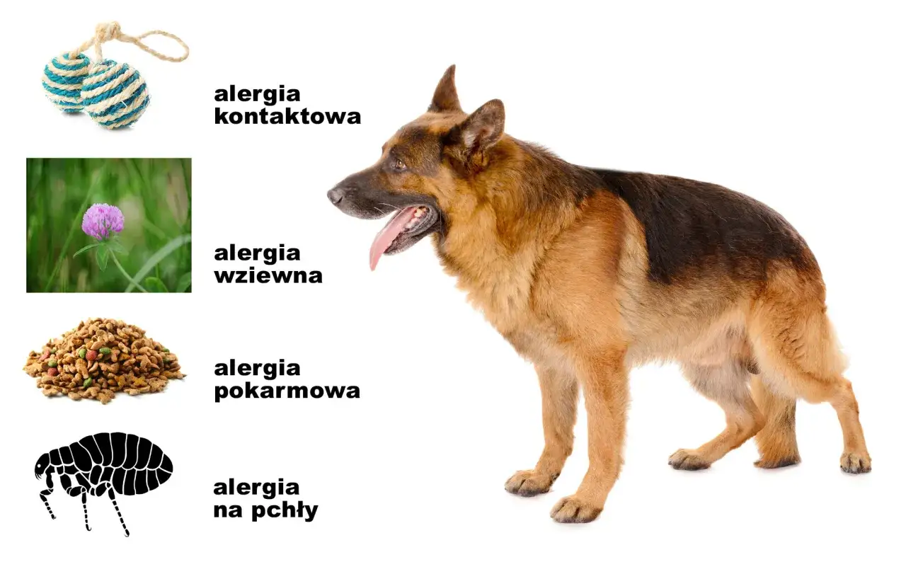 Owczarek niemiecki z językiem na wierzchu, obok zdjęcia karmy, kwiatka, pchły i zabawek, ilustrujące różne rodzaje alergii u psów.