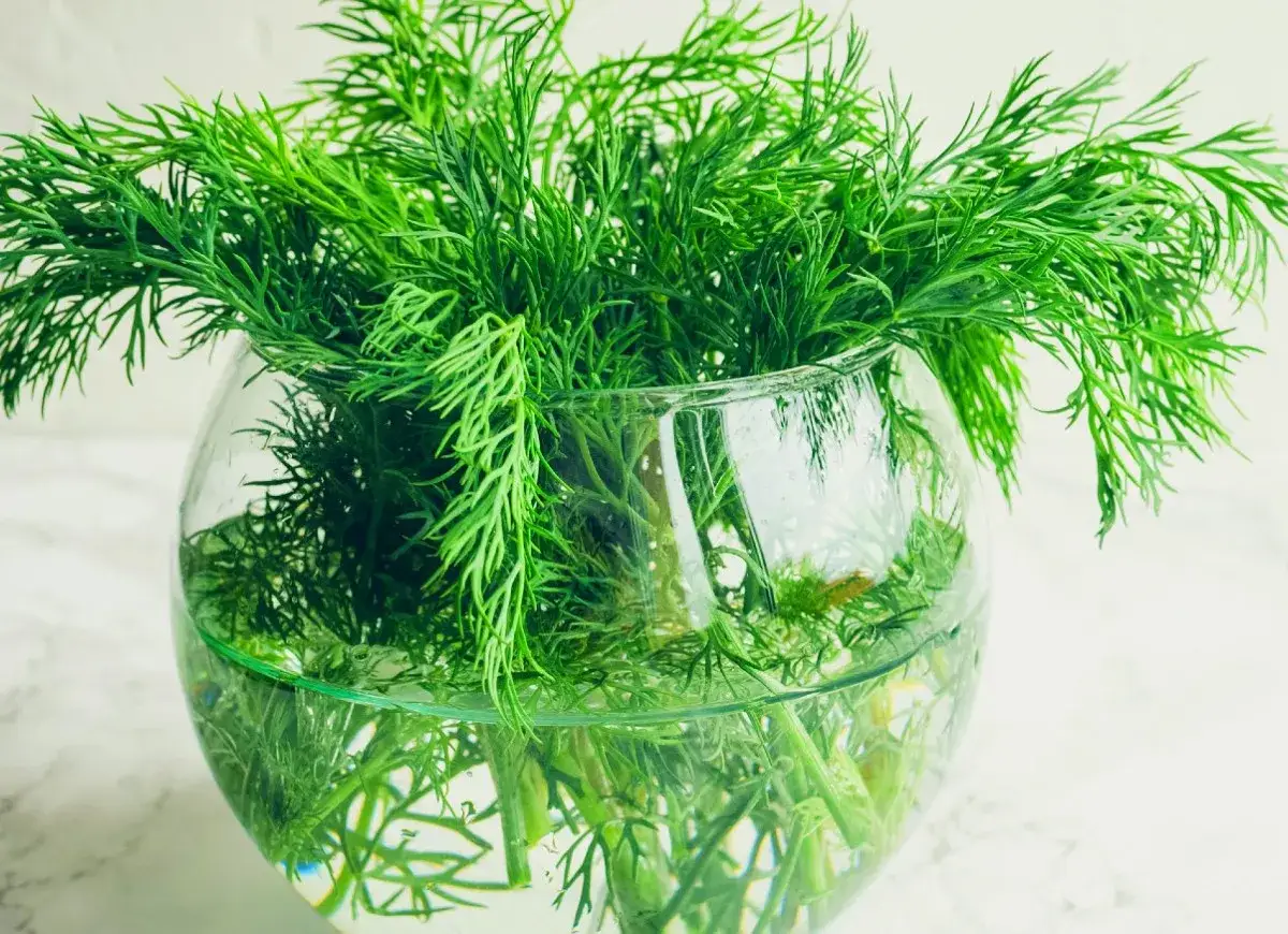 Pęczek świeżego koperku w szklanym naczyniu z wodą, gotowy do dodania aromatu do potraw.