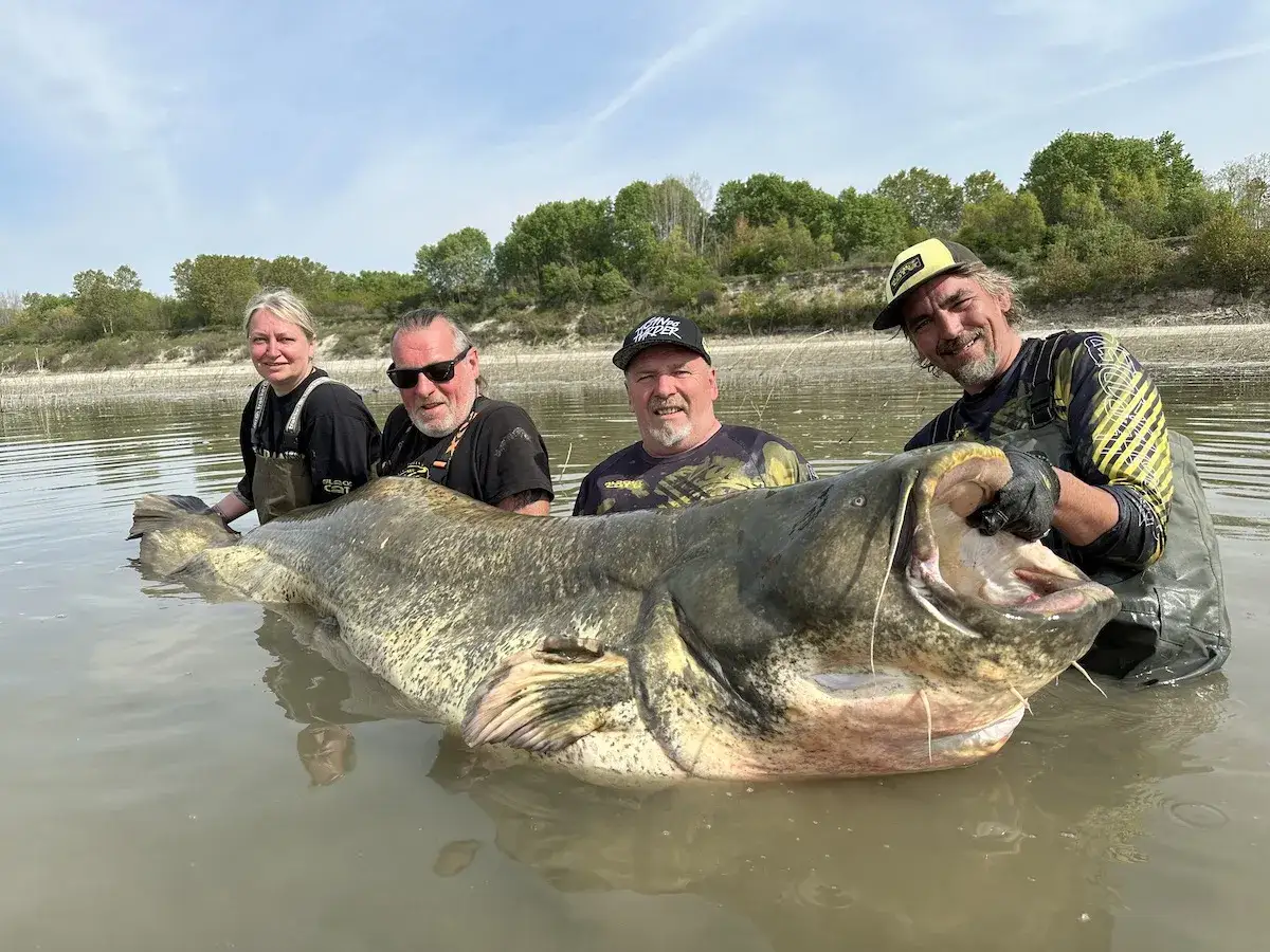 Vier Angler posieren stolz mit einem riesigen Wels. Sein beeindruckendes Gewicht ist auf den ersten Blick erkennbar.
