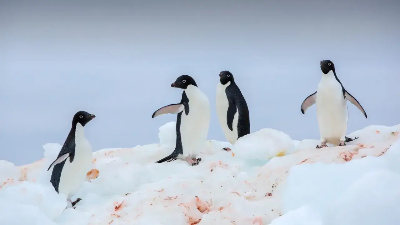 Vier Pinguine auf Eis, die das pinguin prinzip der Gemeinschaft und des Zusammenhalts verk&ouml;rpern.