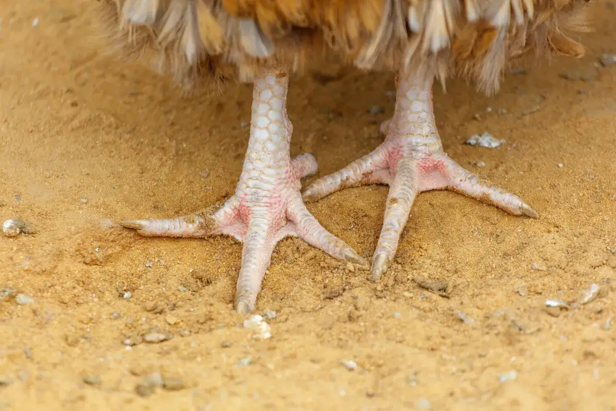 Das Huhn kann nicht mehr laufen. Seine Füße sind im Sand vergraben, die Krallen zeigen nach vorne.