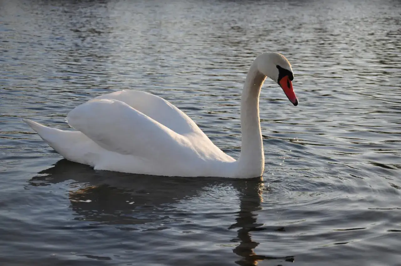 Cigno bianco con becco rosso che nuota nelle acque del Lago di Garda, uno dei tanti uccelli che popolano questo splendido luogo.