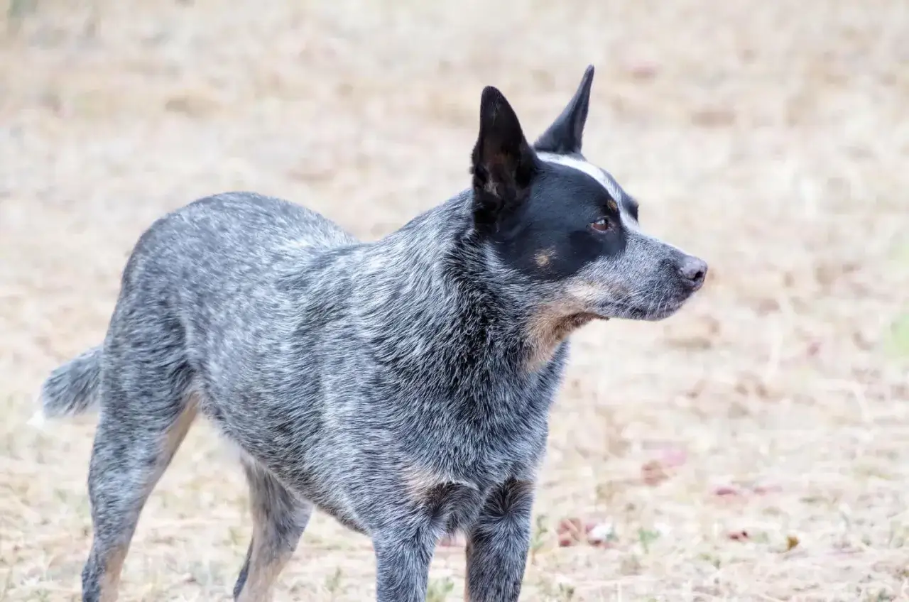 Czujny blue bay shepherd o szarym umaszczeniu, z czarną maską na pyszczku, stoi na trawiastym tle.