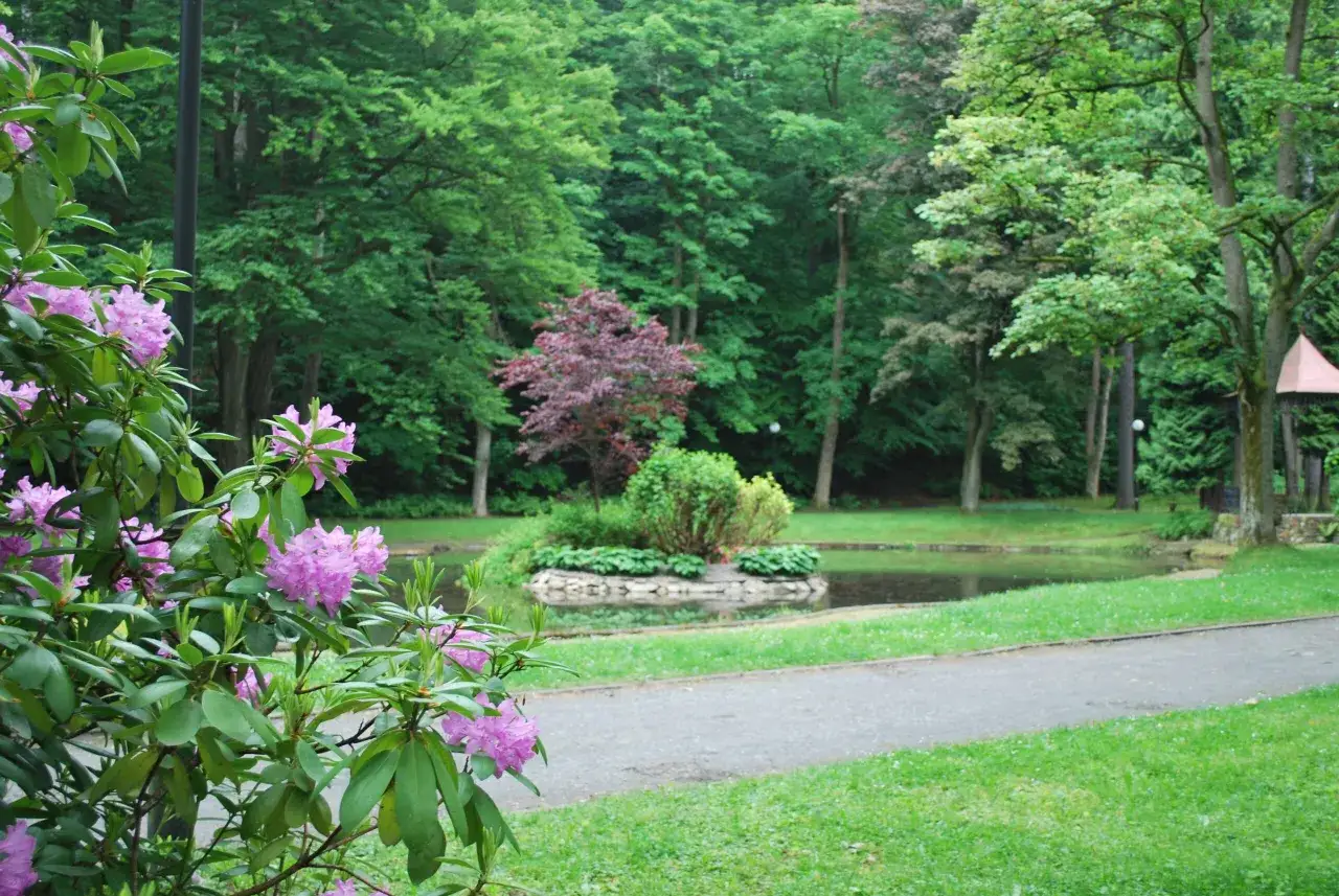R&oacute;żowe rododendrony kwitną nad spokojnym, czarnym stawem w Dusznikach. W tle bujna zieleń drzew i ścieżka zapraszają na spacer.