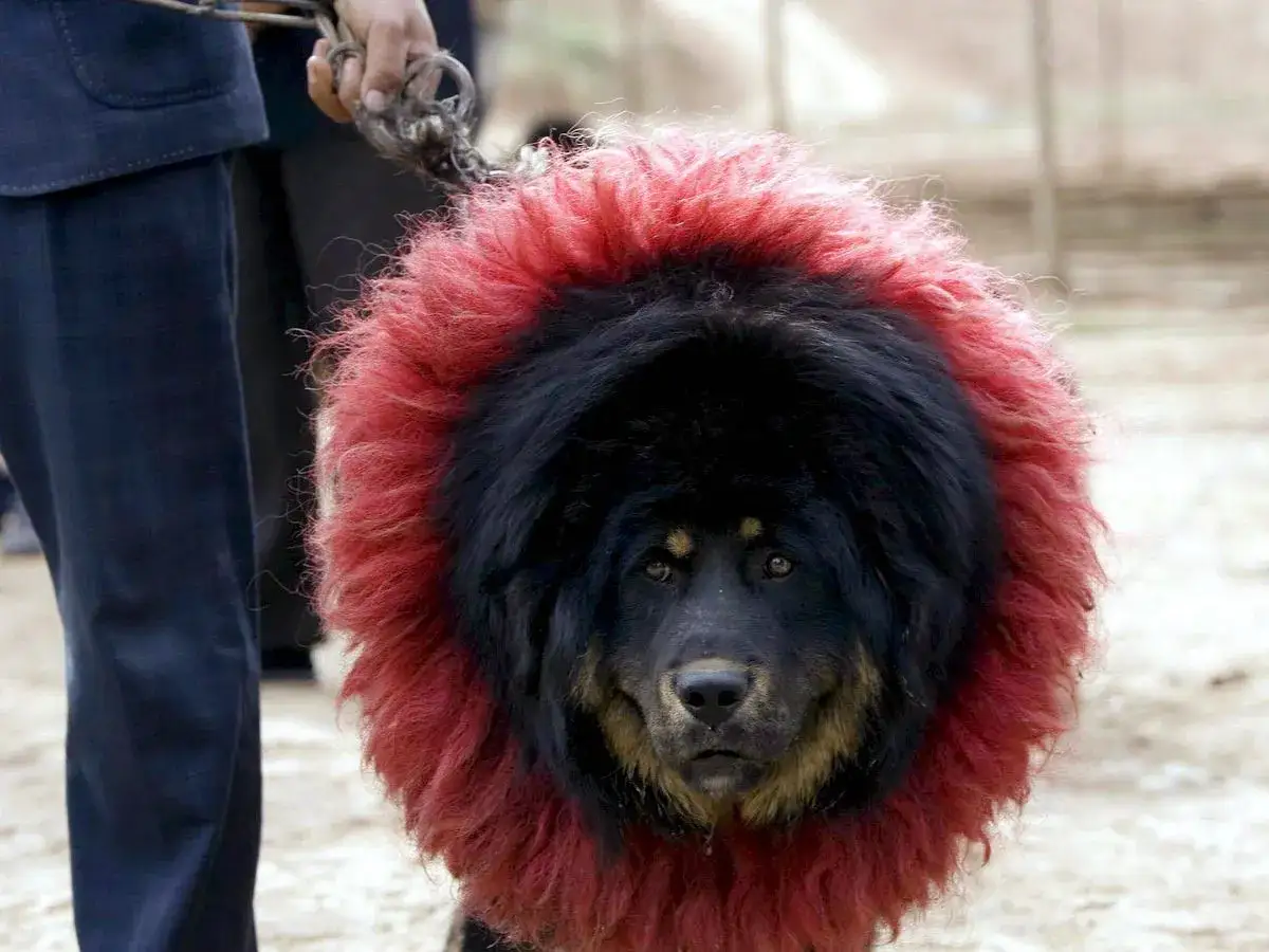 Un majestuoso mastín tibetano con un collar de pelo rojo vibrante, listo para impresionar.