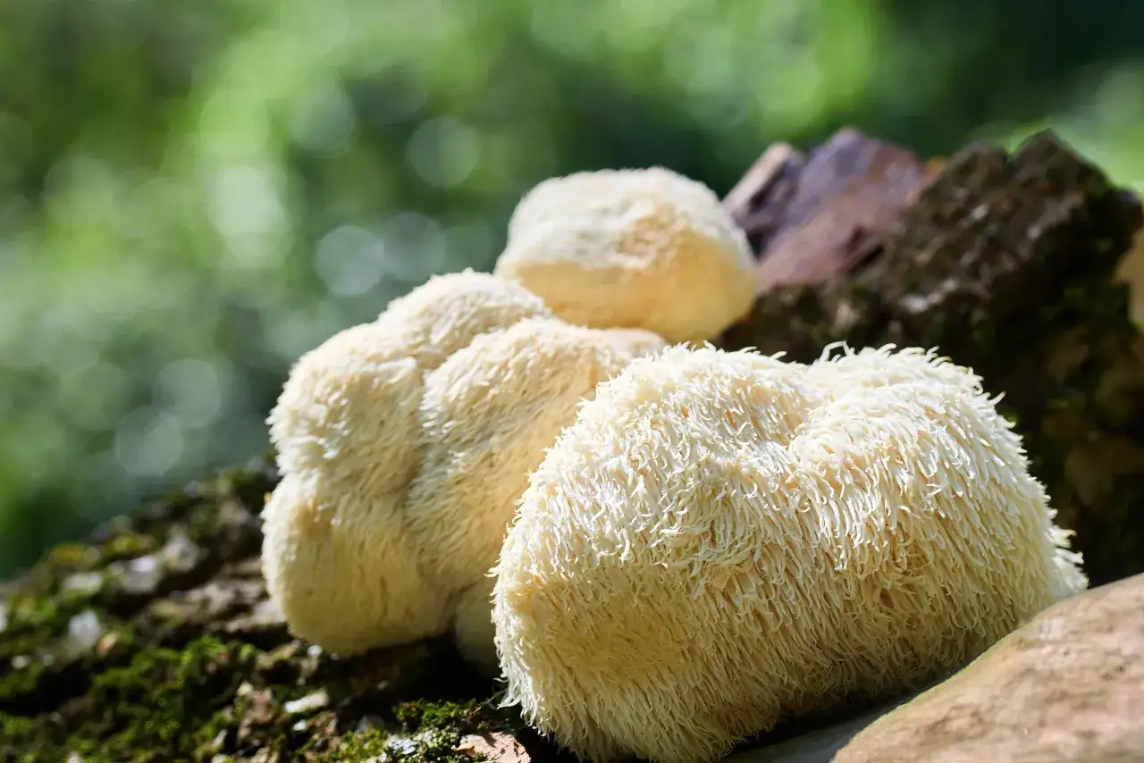 Soplówka jeżowata, znana też jako