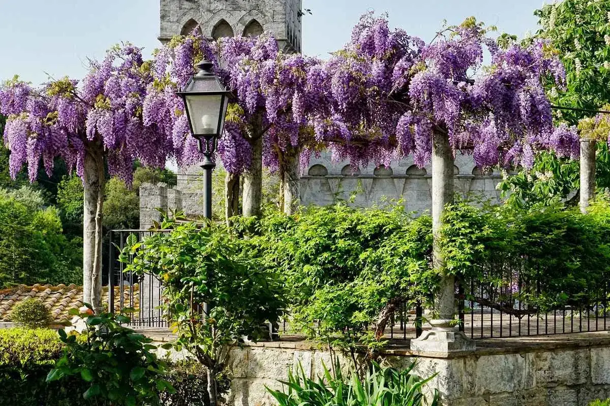 Un magnifique planter glycine en pleine floraison, avec ses grappes violettes tombantes, encadre un lampadaire ancien et une b&acirc;tisse de pierre.