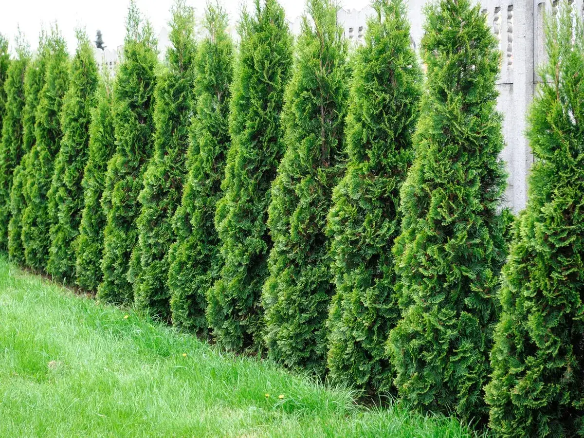 Eine Reihe von grünen Lebensbäumen bildet eine Hecke. Vorsicht: thuja giftig für Haustiere.