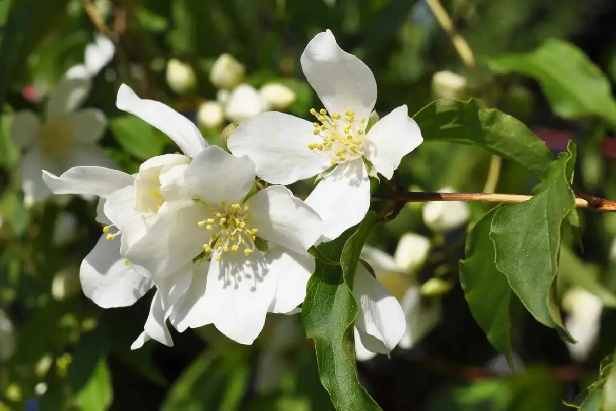 Vita blommor på en schersmin buske med gröna blad.