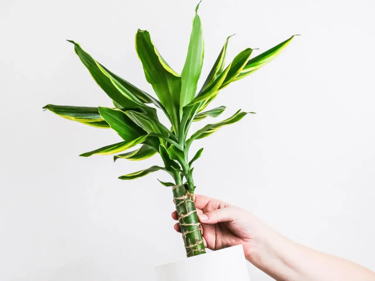 Dracena, choć piękna, jest kwiatem trującym. Jej zielone liście z żółtymi paskami dodają uroku wnętrzu.