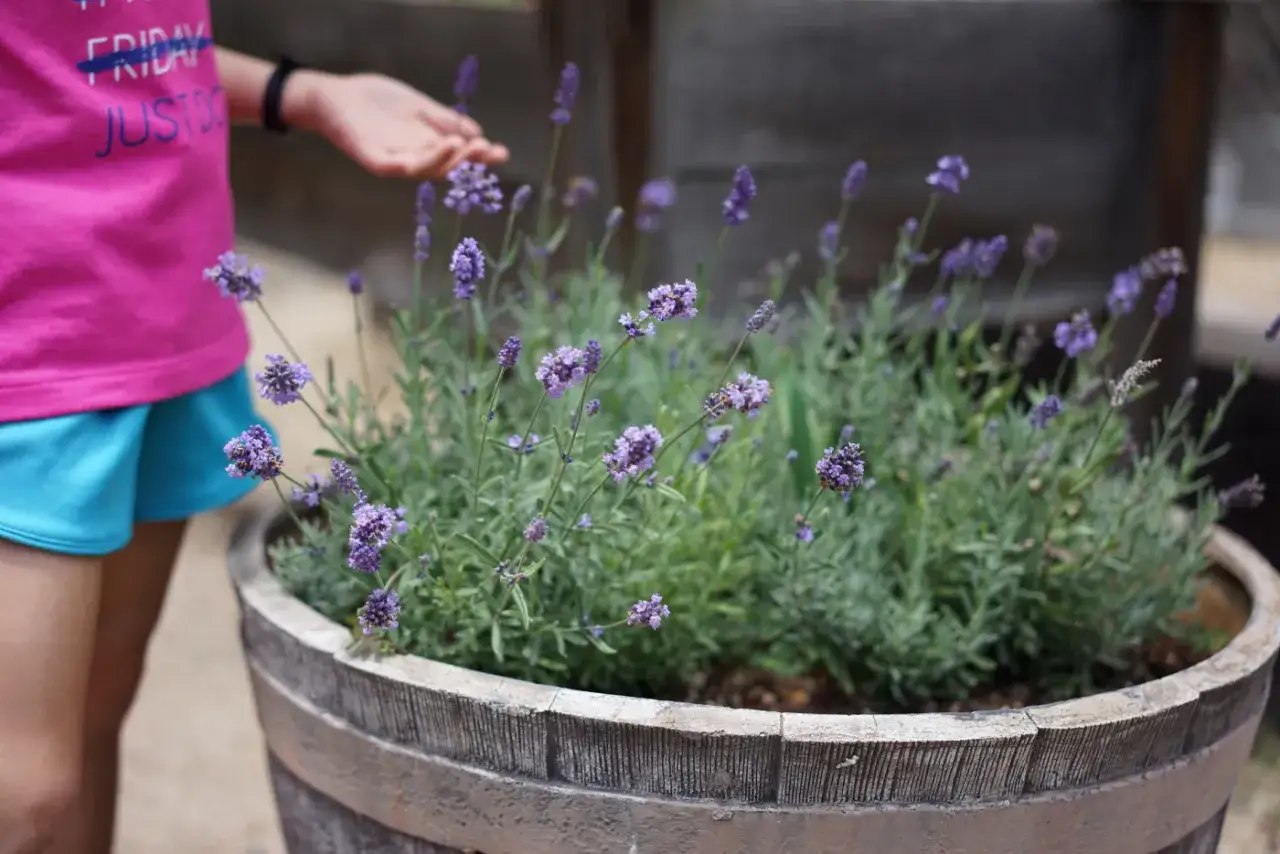 A child's hand reaches towards a pot of blooming lavender, a visual guide on how to plant lavender for a fragrant garden.