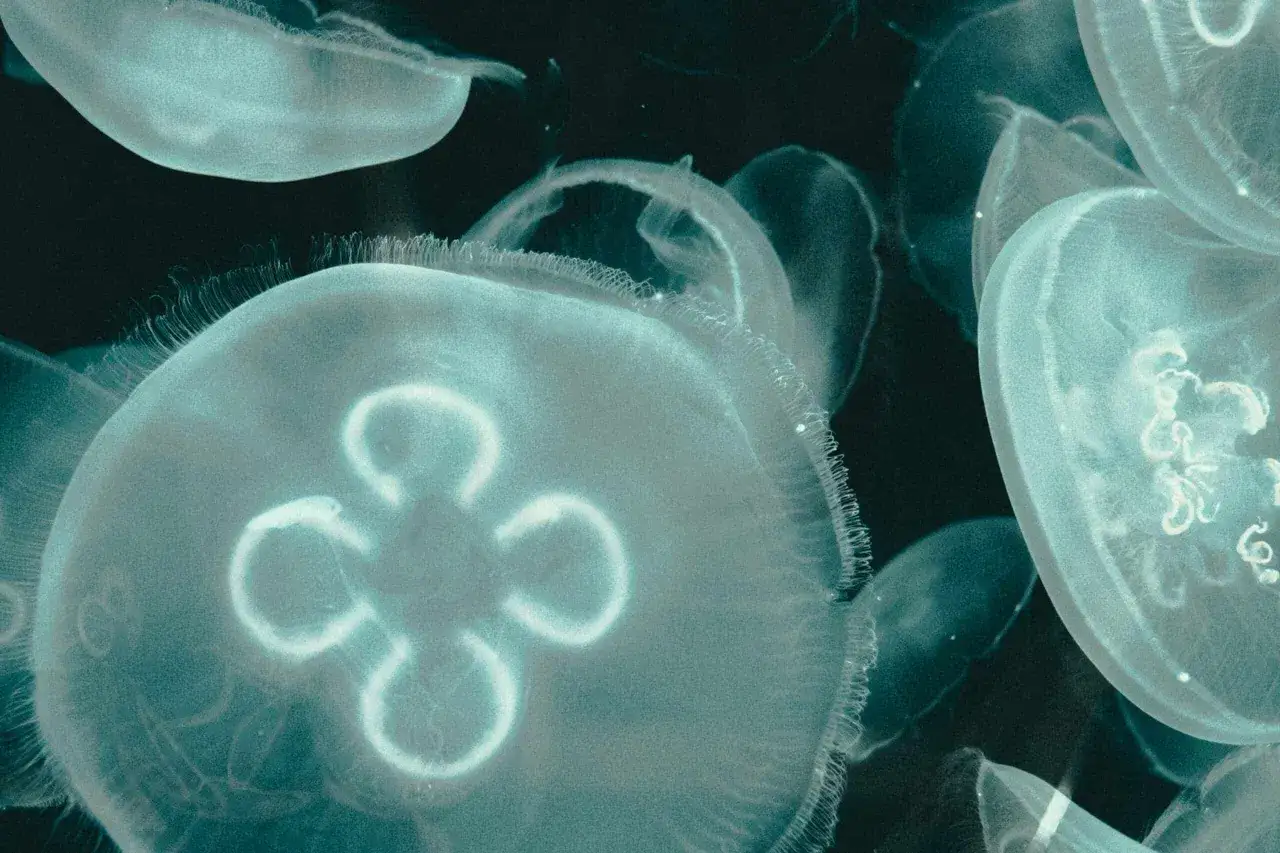 Un gruppo di meduse trasparenti, una specie comune, fluttua nell'oscurit&agrave;. I loro corpi bioluminescenti creano un bagliore etereo.