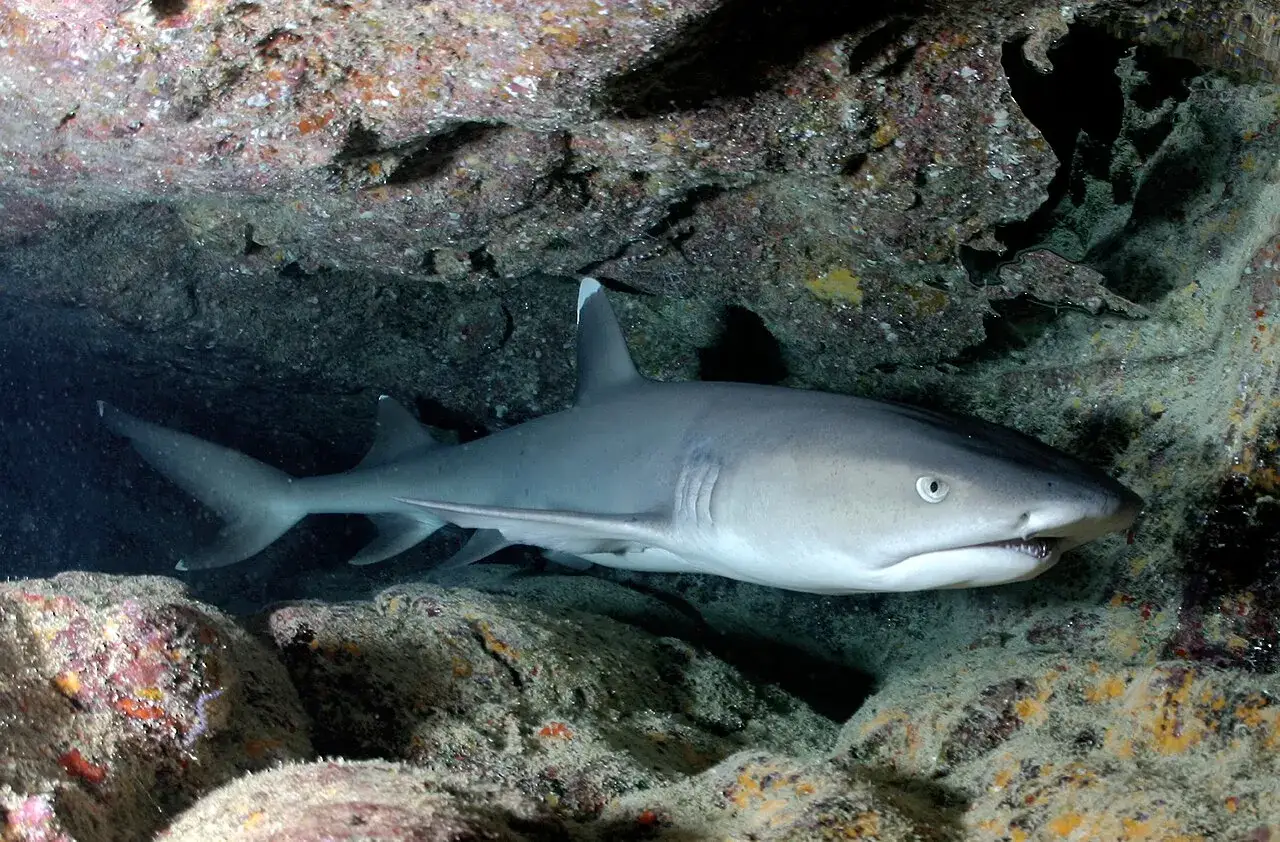 Un tibur&oacute;n de arrecife de punta blanca nada entre rocas cubiertas de coral.