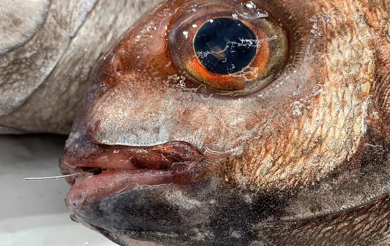 Primer plano de un besugo blanco o azul con un anzuelo en la boca. Su ojo es grande y oscuro, rodeado de tonos anaranjados y marrones.