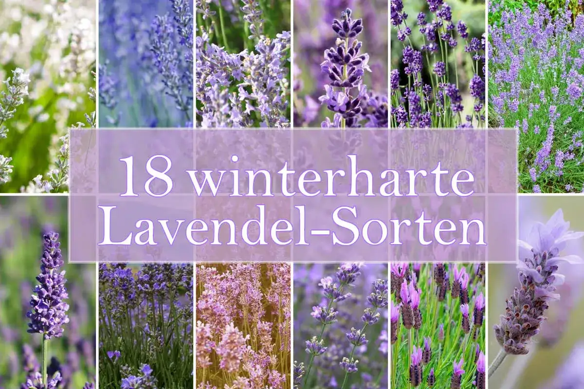 Collage zeigt verschiedene lavendel sorten in Bl&uuml;te. Text: 