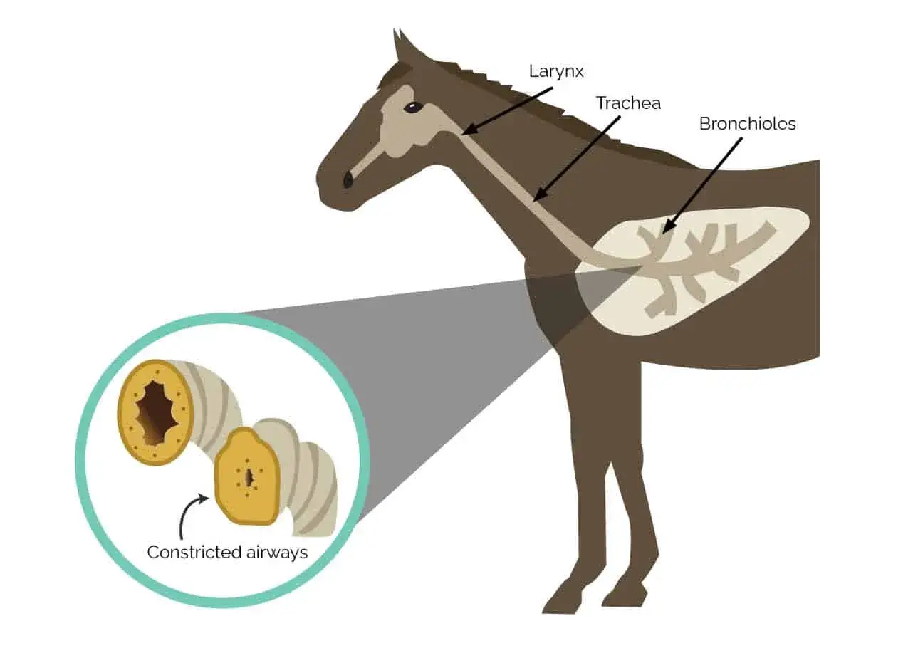 Illustration montrant le système respiratoire d'un cheval, avec un zoom sur des voies aériennes rétrécies, illustrant l'asthme chez le cheval.